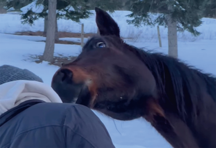 牧場にいる馬が動きを真似っこしてくると気が付いた撮影者さんたち。そこで体を大きくかしげてみたら・・【アメリカ・動画】