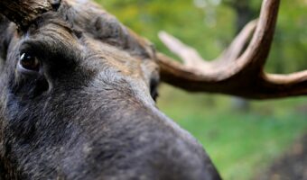 食べ物のことではないですよ!?「ムース」と呼ばれるのはどんな動物??