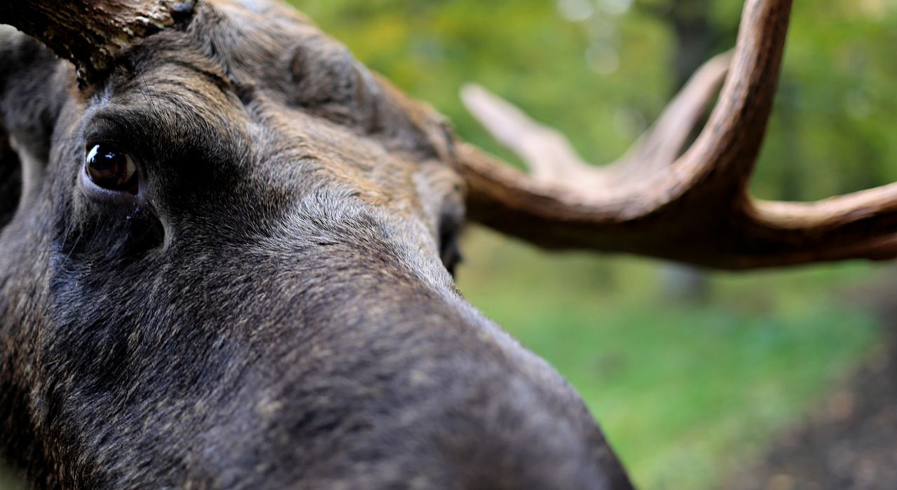 食べ物のことではないですよ！？「ムース」と呼ばれるのはどんな動物？？