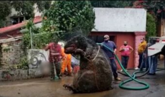 メキシコで豪雨被害の復旧作業してたら下水で発見されたのは目を疑う巨大なネズミ？！？！