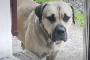 ひとりぼっちだったところを保護されたマスティフ。今では大好きな家族に囲まれたハッピーライフを送っています！！