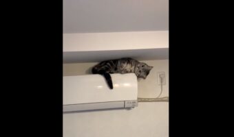 エアコンの上からのポーズにキュン！首を傾げて可愛さをアピールする猫の動画が話題に！「この場所が好きなんですね」