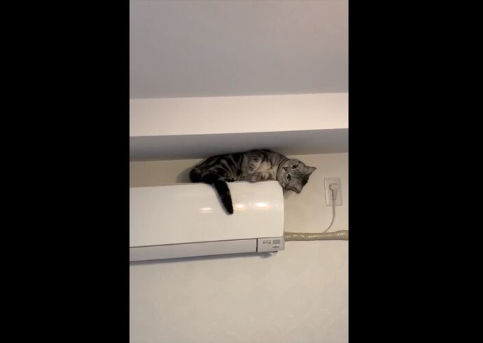 エアコンの上からのポーズにキュン！首を傾げて可愛さをアピールする猫の動画が話題に！「この場所が好きなんですね」