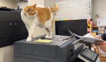 職場に猫がいることで有名な青木防災さん。よくある質問「猫いて邪魔にならない？」に対するアンサー動画が話題に！