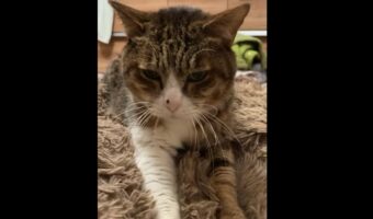 「ネコチャンはとんでもないものを揉みほぐしていきました。あなたの心です」入念にマッサージをしているような動きの愛猫に心をほぐされた!