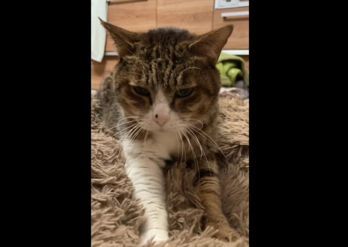 「ネコチャンはとんでもないものを揉みほぐしていきました。あなたの心です」入念にマッサージをしているような動きの愛猫に心をほぐされた！