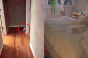 廊下の奥に佇む猫。この子には、飼い主さんと一緒にしたい『ある事』があったのです！！