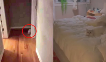 廊下の奥に佇む猫。この子には、飼い主さんと一緒にしたい『ある事』があったのです！！