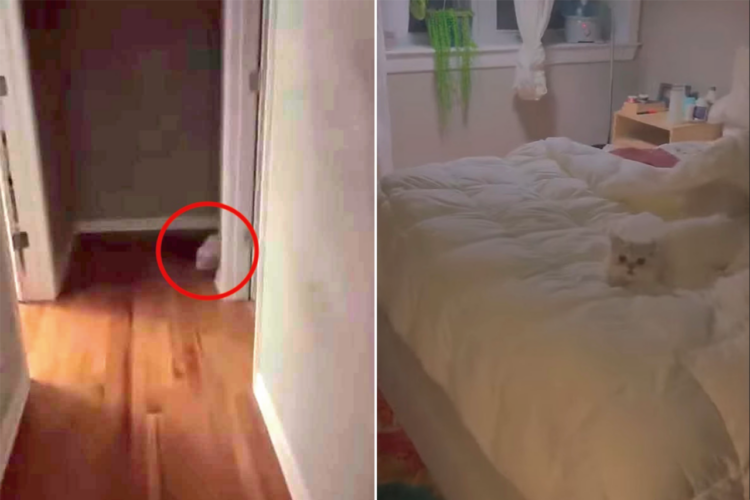 廊下の奥に佇む猫。この子には、飼い主さんと一緒にしたい『ある事』があったのです！！