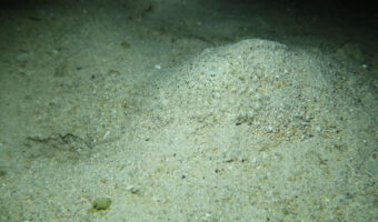 どこかに『ある生き物』が身を潜めているのですが・・、どこか分かりますか??その擬態能力の高さにビックリ!!