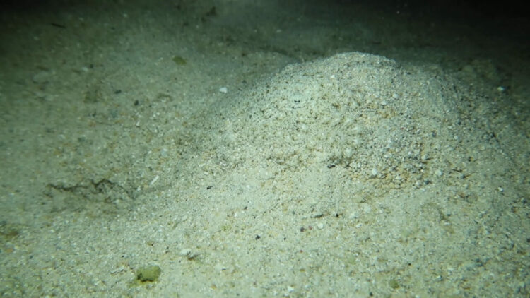 どこかに『ある生き物』が身を潜めているのですが・・、どこか分かりますか？？その擬態能力の高さにビックリ！！