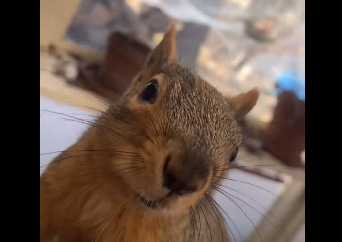 リスと仲良く遊ぶ男性。手を差し出すと・・、さっそく飛びかかってきたのでレスリングの開始です！！