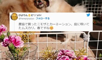 春を感じさせるツイート文が画像のせいで全く入ってこない(笑)いつも楽しい仲良し2匹