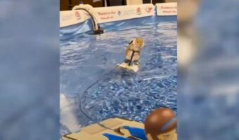 水上スキーに巧みに乗るのは・・リス!?そのカッコいいパフォーマンスには子供も大人もみんな目が釘付けに!!