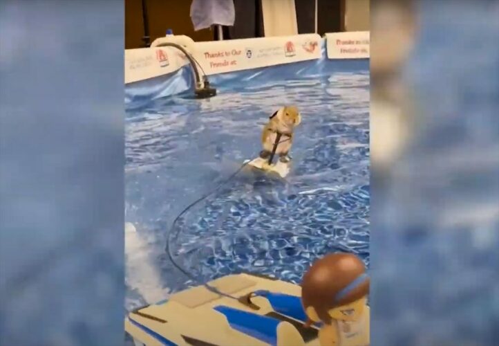 水上スキーに巧みに乗るのは・・リス！？そのカッコいいパフォーマンスには子供も大人もみんな目が釘付けに！！