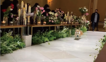 結婚式で大役を任されていた愛犬でしたが・・、ヴァージンロードをドッグランにしちゃいました！！【海外・動画】
