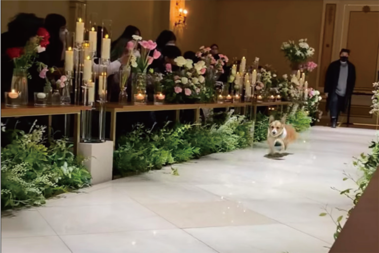 結婚式で大役を任されていた愛犬でしたが・・、ヴァージンロードをドッグランにしちゃいました！！【海外・動画】