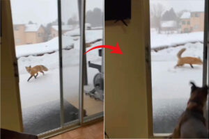表を通りがかったキツネがビックリ！その姿を発見した愛犬が家の中からダッシュで接近していくのですが・・、この犬も慌てただろう結末に！！
