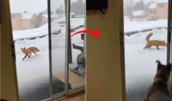 表を通りがかったキツネがビックリ!その姿を発見した愛犬が家の中からダッシュで接近していくのですが・・、この犬も慌てただろう結末に!!