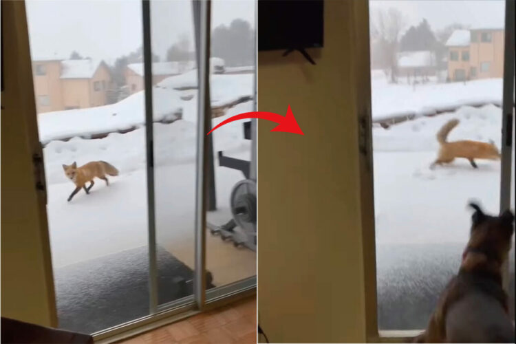 表を通りがかったキツネがビックリ！その姿を発見した愛犬が家の中からダッシュで接近していくのですが・・、この犬も慌てただろう結末に！！