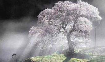 『牛代の水目桜』を撮影した幻想的な写真が話題に！「今にも木の精が躍り出て来そうな神秘的な一枚ですね」