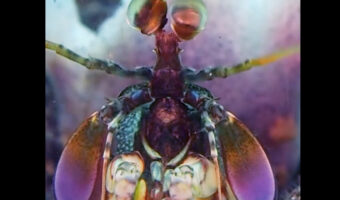 宇宙人が現れた！？幻惑的な色合いでSF映画にでも出てきそうですが・・、その正体は海底にいたシャコです！！