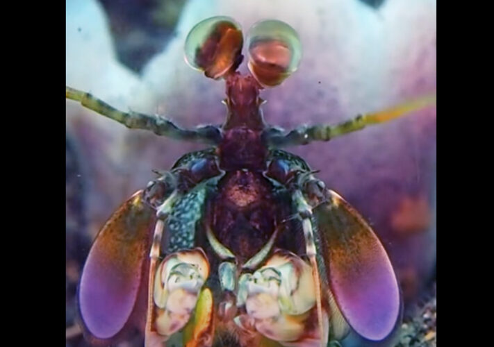 宇宙人が現れた！？幻惑的な色合いでSF映画にでも出てきそうですが・・、その正体は海底にいたシャコです！！