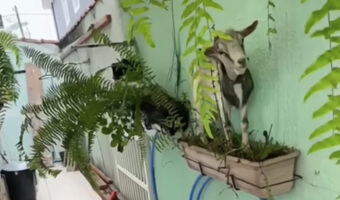 壁にかかったプランターに飛び乗っていたヤギ。この子はとんでもないイタズラをしていました！！【海外・動画】