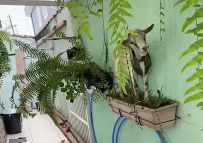 壁にかかったプランターに飛び乗っていたヤギ。この子はとんでもないイタズラをしていました！！【海外・動画】