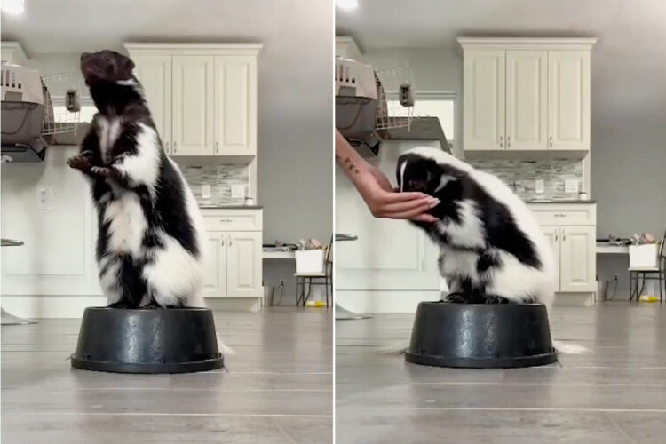 何て賢いスカンクなのでしょう！ハイレベルな一発芸を次々にこなすスカンクにビックリ仰天！思わず見入ってしまう映像です。