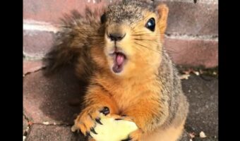 おやつを夢中で食べる野生のリス。「これ美味しいねえ」とばかりに目を輝かせている姿がたまらなく愛らしい!!