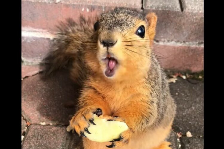 おやつを夢中で食べる野生のリス。「これ美味しいねえ」とばかりに目を輝かせている姿がたまらなく愛らしい！！