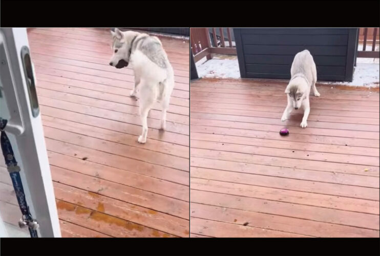 この子もしかしてとんでもなく頭がいい？！オモチャが発した「ある言葉」に従ってあるイタズラをするハスキー犬【海外・動画】