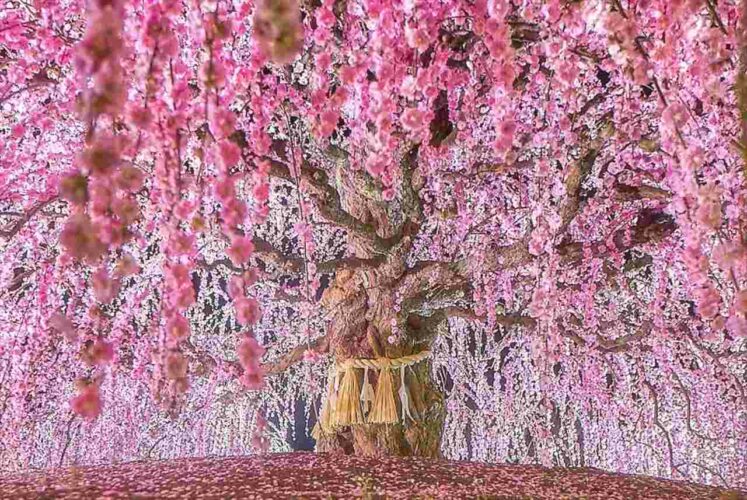 「100年かけて育てられた三重のしだれ梅が想像を超えていた」美しく立派なしだれ梅が幻想的な景色だと話題に！