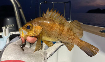 初心者でも爆釣！？ボートメバリングのすすめ。