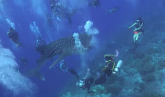 ダイバーたちも幸運過ぎて逆にパニック!?ジンベイザメが接近してくるのですが・・、これってむしろ近すぎません?!【海外・動画】