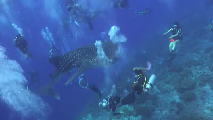 ダイバーたちも幸運過ぎて逆にパニック！？ジンベイザメが接近してくるのですが・・、これってむしろ近すぎません？！【海外・動画】