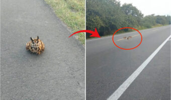 ハイウェイの脇に着地したフクロウ。この子が道路を横切ろうと飛翔した次の瞬間、ヒヤッとする事態が!!【海外・道路】