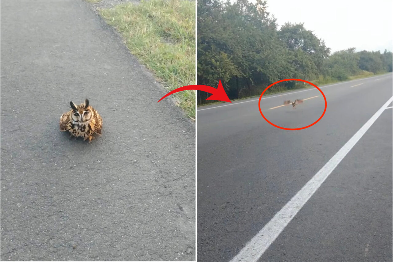 ハイウェイの脇に着地したフクロウ。この子が道路を横切ろうと飛翔した次の瞬間、ヒヤッとする事態が！！【海外・道路】