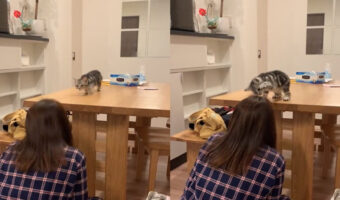 「だるまさんがころんだ」を完璧にこなす猫ちゃん！最後タッチに失敗するところがかわいすぎた