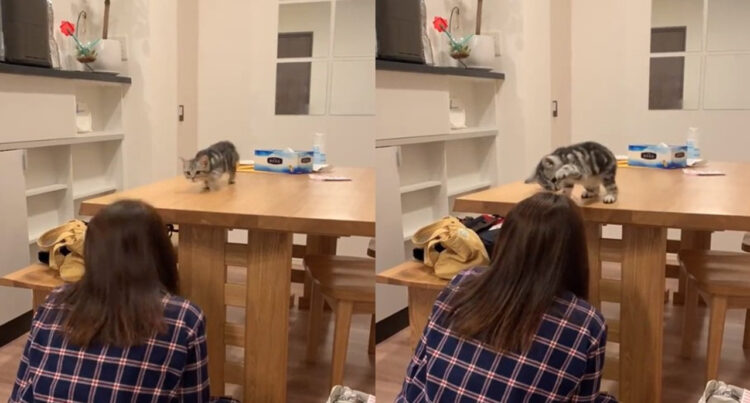 「だるまさんがころんだ」を完璧にこなす猫ちゃん！最後タッチに失敗するところがかわいすぎた