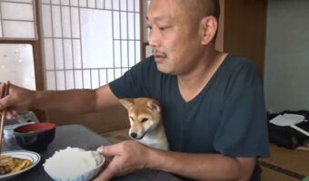 【人気動画】朝ごはんより私と遊んでよー！！朝食時に襲撃してくる柴犬がかわいすぎる動画