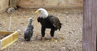【素敵な物語】岩を卵として育てていたおじいちゃんハクトウワシの元に本物の赤ちゃんワシがやってきた！今後の展開にも注目集まる