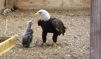 【素敵な物語】岩を卵として育てていたおじいちゃんハクトウワシの元に本物の赤ちゃんワシがやってきた!今後の展開にも注目集まる