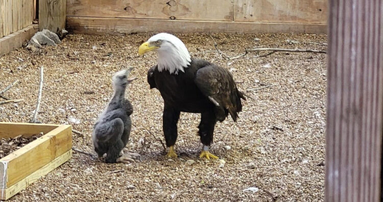 【素敵な物語】岩を卵として育てていたおじいちゃんハクトウワシの元に本物の赤ちゃんワシがやってきた！今後の展開にも注目集まる