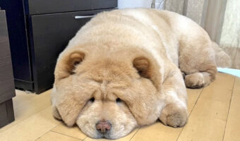 「雨にしょんぼり」のポーズが本当にしょんぼりしちゃってるチャウチャウのくり蔵くんがかわいすぎる!