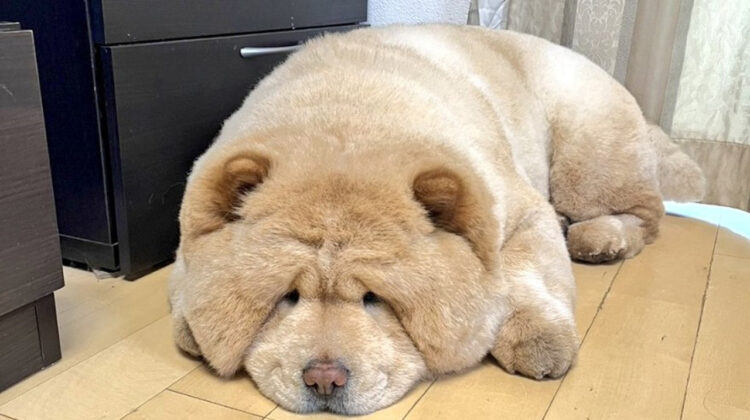 「雨にしょんぼり」のポーズが本当にしょんぼりしちゃってるチャウチャウのくり蔵くんがかわいすぎる！