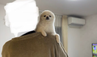 ポメラニアンだった愛犬がアザラシになった?まるでアザラシのような犬その名は「アザラッヌ」