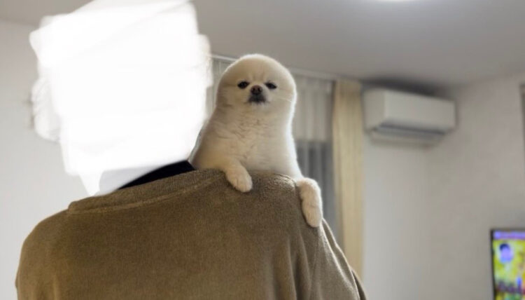 ポメラニアンだった愛犬がアザラシになった？まるでアザラシのような犬その名は「アザラッヌ」