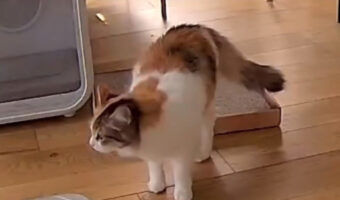 「みんなどこ行ったの?」お兄ちゃんやお姉ちゃんがいなくなっていて泣いちゃう末っ子猫。寂しそうにおうちの中でみんなを探します